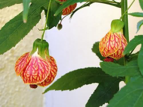 FLOR DE SINO (Abutilon pictum) 