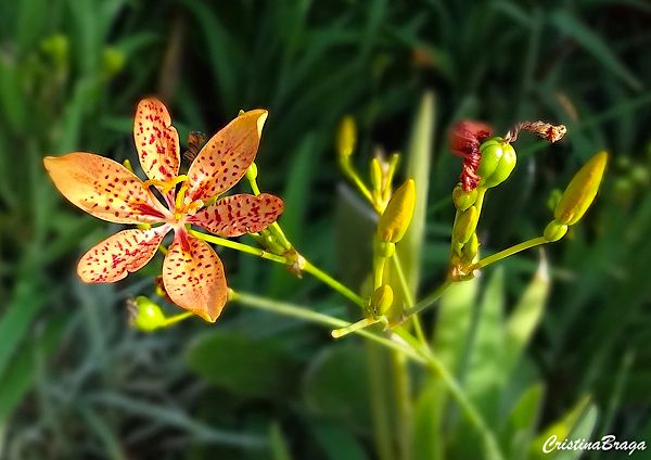 FLOR-DE-LEOPARDO (Belamcanda chinensis)