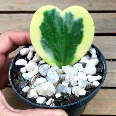 FLOR DE CERA CORAÇÃO VARIEGATA (Hoya kerrii)