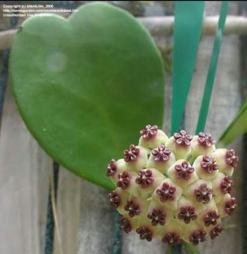 FLOR DE CERA CORAÇÃO VERDE (Hoya kerrii)