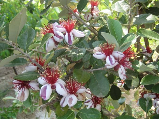 Feijoa (Acca selowiana)