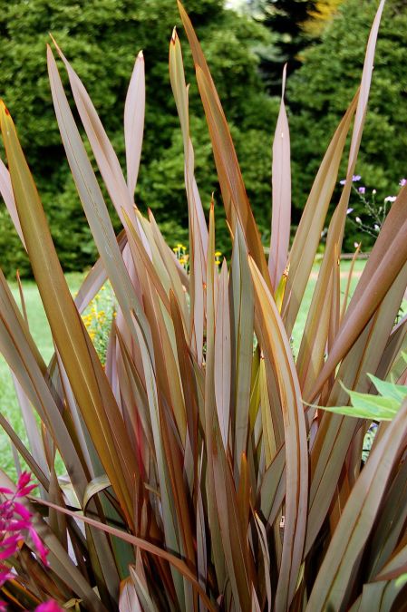 Sítio da Mata - FORMIO ROXO (Phormium tenax rubrum) 