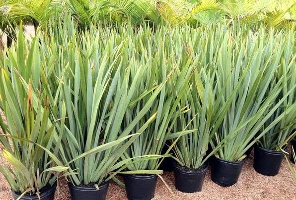 Sítio da Mata - FORMIO VERDE (Phormium tenax)