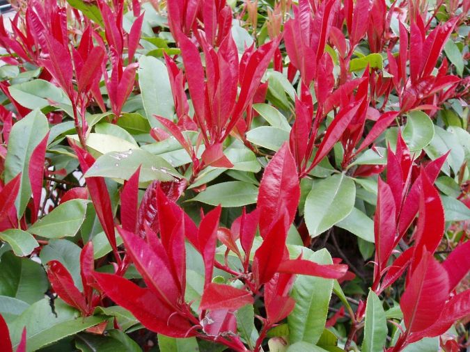 FOTINIA  (Photinia x fraseri) 