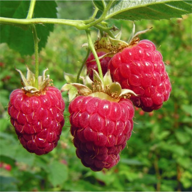 FRAMBOESA (Rubus idaeus)