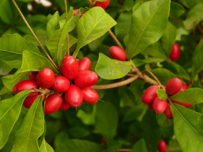 FRUTA-DO-MILAGRE (Miraculina) (Synsepalum dulcificum)