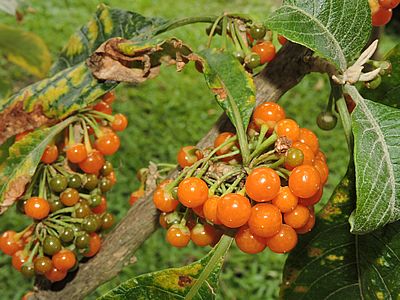 Sítio da Mata - FRUTA DO SABIÁ (Acnistus arborescens) 