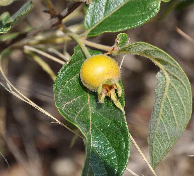 gabiroba          campomanesia   xanthocarpa