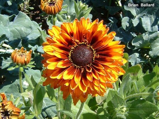 FLORES ORNAMENTAIS Gailárdia DOBRADA SORTIDA (Gaillardia pulchella)