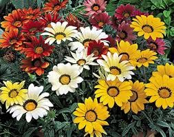 GAZANIA (Gazania rigens) 