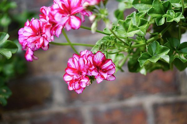 Sítio da Mata - Geranio Pendente (Pelargonium peltatum)