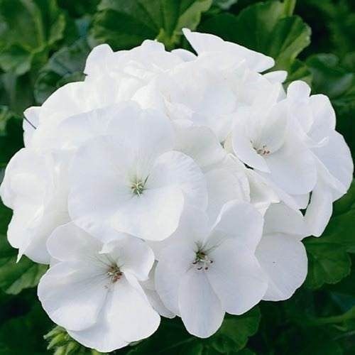 Sítio da Mata - GERÂNIO BRANCO (Pelargonium hortorum) 