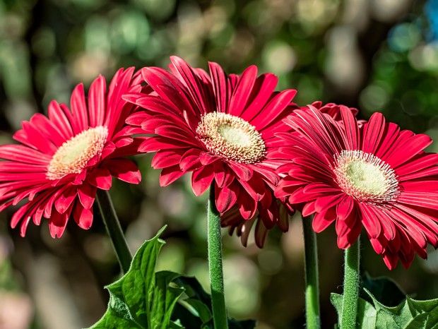 Sítio da Mata - GÉRBERA (Gerbera jamesonii)