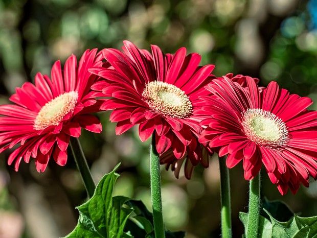 GÉRBERA (Gerbera jamesonii)