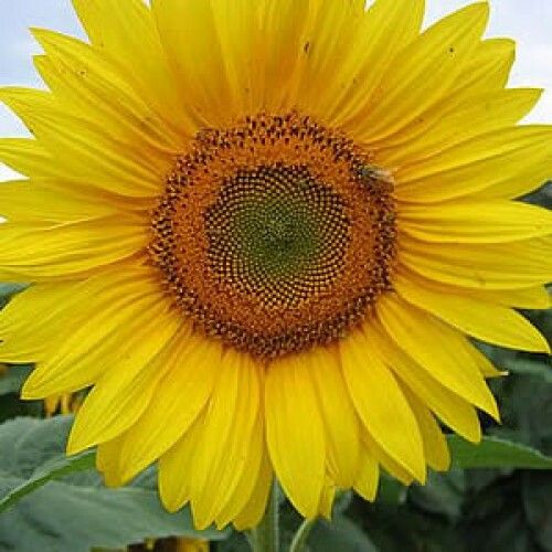 Sítio da Mata - FLORES ORNAMENTAIS Girassol de Jardim AMARELO ALTO (Helianthus annuus)