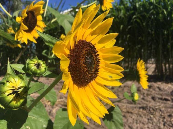 Sítio da Mata - GIRASSOL (Helianthus annuus)