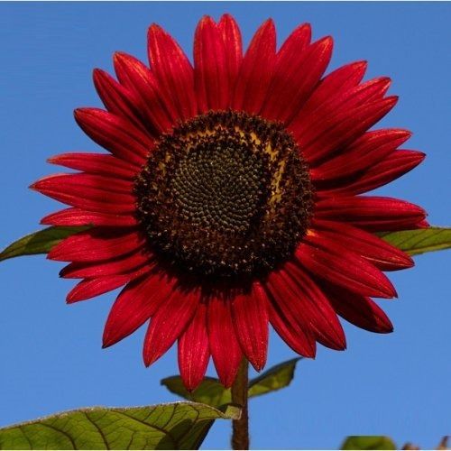 Sítio da Mata - FLORES ORNAMENTAIS Girassol SOL NOTURNO (Helianthus annuus)