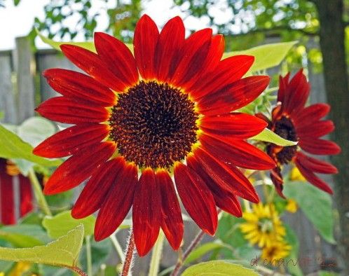 FLORES ORNAMENTAIS Girassol SOL VERMELHO (Helianthus annuus)