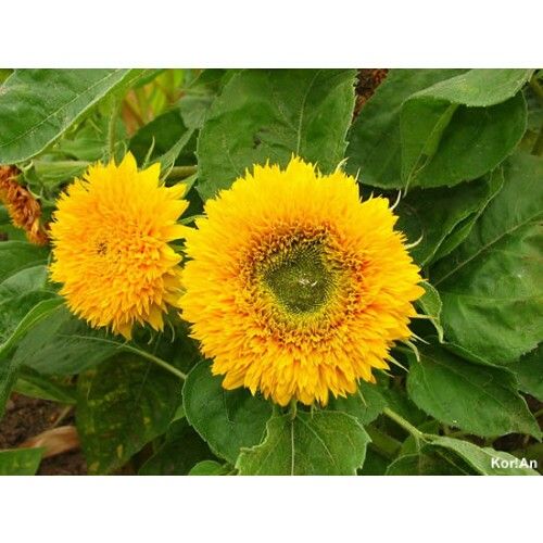 Sítio da Mata - FLORES ORNAMENTAIS Girassol SUNGOLD ANÃO (Helianthus annuus)