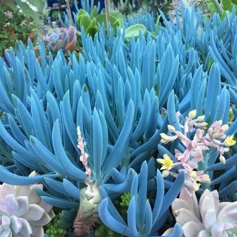 Sítio da Mata - GIZ AZUL (Senecio serpens)