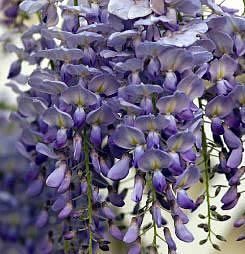 GLICÍNIA (Wisteria sp)