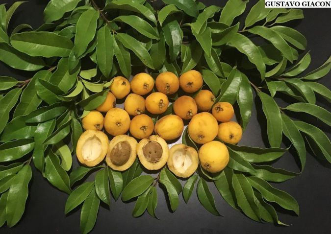 Sítio da Mata - GOIABÃO OU ARAÇA PIRANGA (Eugenia leitonii) 