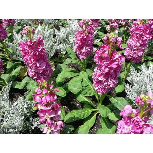 Sítio da Mata - FLORES ORNAMENTAIS Goivos DEZ SEMANAS SORTIDO ANÃO (Matthiola incana)