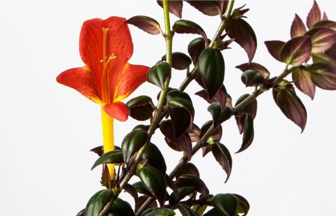 Sítio da Mata - COLUMÉIA PENDENTE (Columnea gloriosa)