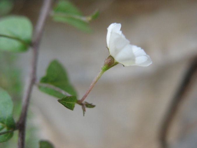 GOTA DE ORVALHO (Evolvulus pusillus Choisy)