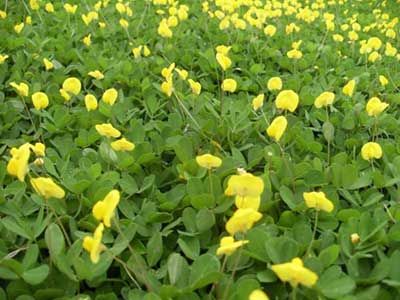 GRAMA AMENDOIM (ARACHIS REPENS)