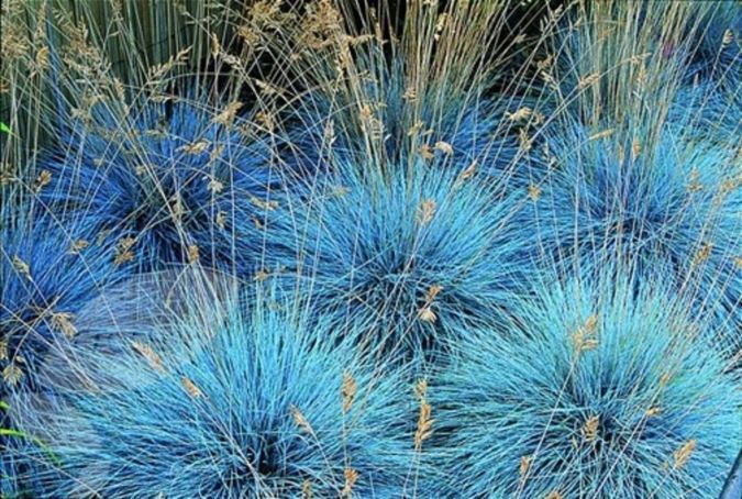 GRAMA AZUL (Festuca glauca)