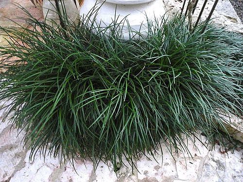 Sítio da Mata - GRAMA PRETA ALTA (Ophiopogon japonicus)