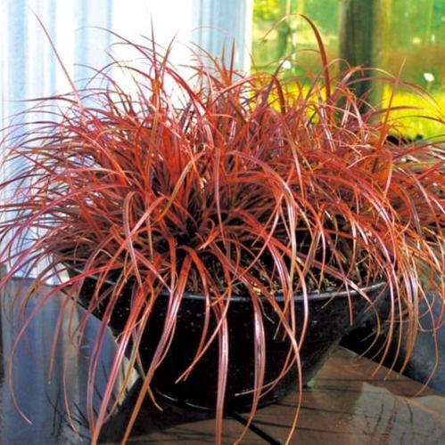 Sítio da Mata - GRAMA RUBRA (Uncinia rubra)
