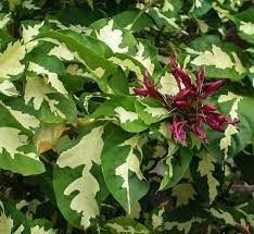 Sítio da Mata - GRAPTOPHILUM OU PLANTA CARICATA (Graptophyllum pictum)