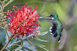 GREVILEA ANA(Grevillea banksii)