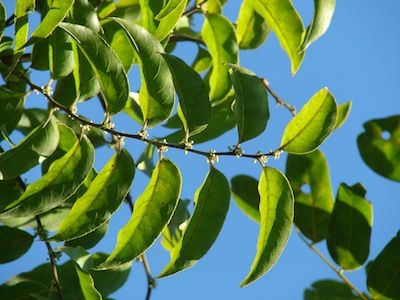 Sítio da Mata - GUAÇATONGA (Casearia sylvestris)