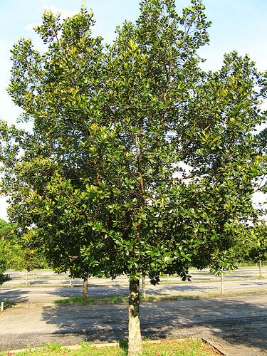 Sítio da Mata - GUANANDI (Calophyllum brasiliensis)