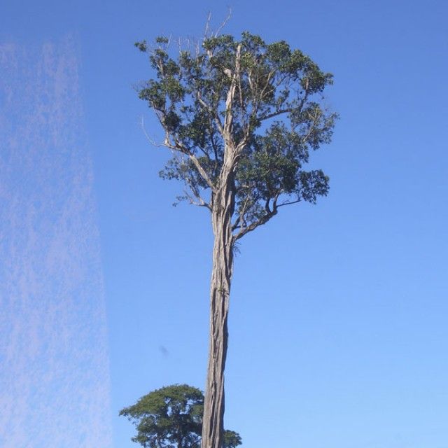 GUARANTÃ (Esenbechia leiocarpa)