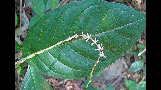 Sítio da Mata - GUINE (Petiveria tetrandra)