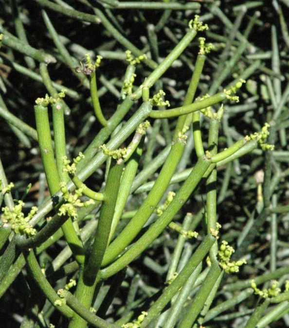 AVELOZ MEDICINAL (Euphorbia tirucalli)