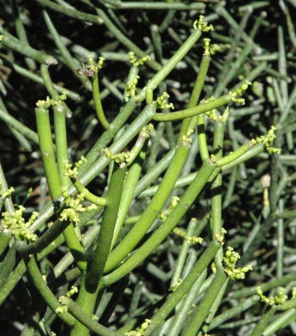 Sítio da Mata - AVELOZ MEDICINAL (Euphorbia tirucalli)