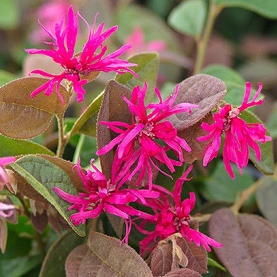 HAMAMÉLIS (Loropetalum chinense)