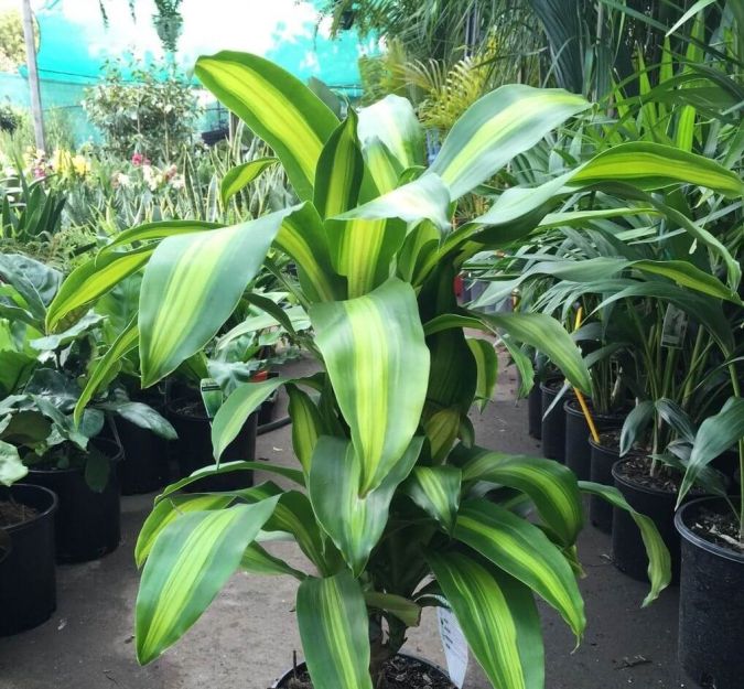 DRACENA PAU DÁGUA (Dracaena fragrans)