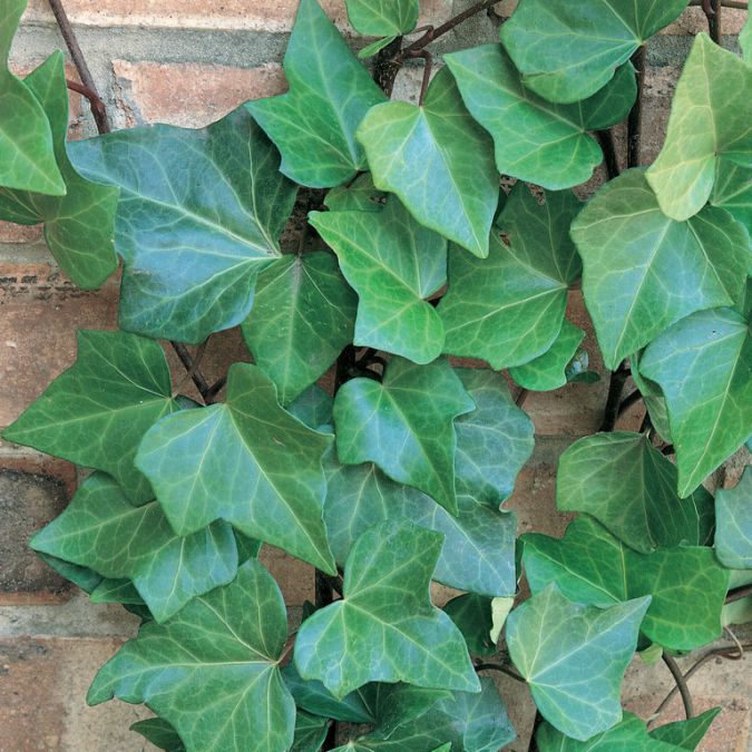 HERA BATATA (Hedera canariensis) 