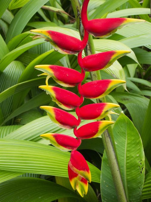 Sítio da Mata - heliconia  rostrata