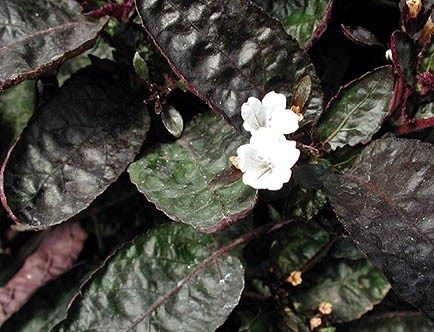Sítio da Mata - HEMIGRAFIS FOLHA CRESPA (Hemigraphis alternata 'Exotica')
