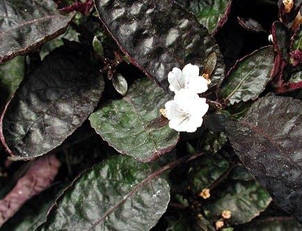 HEMIGRAFIS FOLHA CRESPA (Hemigraphis alternata 'Exotica')