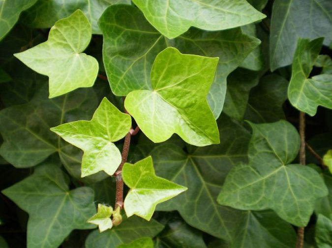 HERA INGLESA (Hedera helix)