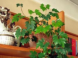 Sítio da Mata - HERA CISSUS (Cissus alata/ Cissus rhombifolia)