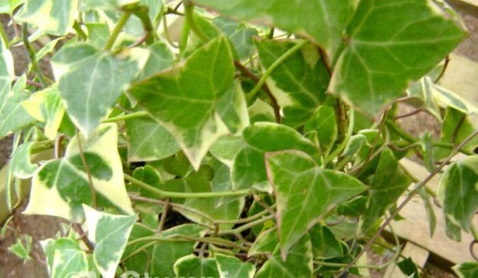 HERA DO CABO VARIEGATA (Senecio macroglossus ‘Variegatum’ DC.)